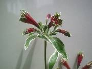 Alstroemeria pulchella variegata